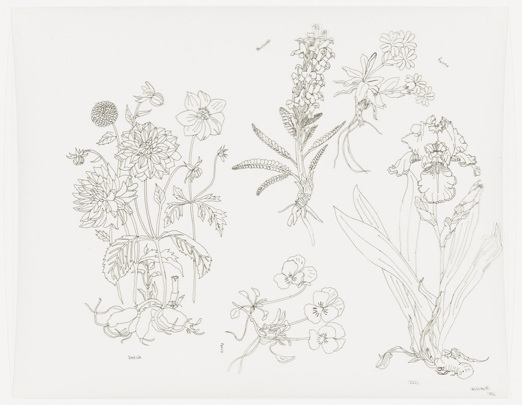 Untitled (Dahlia, Pansy, Iris, Primla, Housewort)