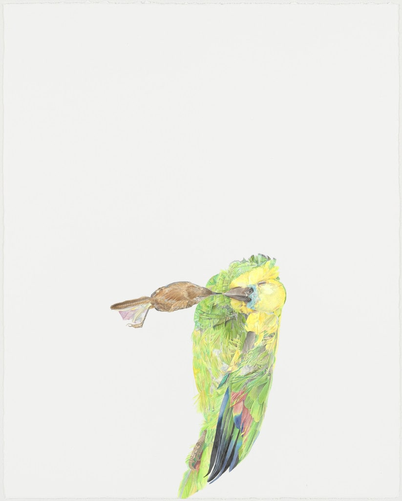 Untitled (Parrot)
