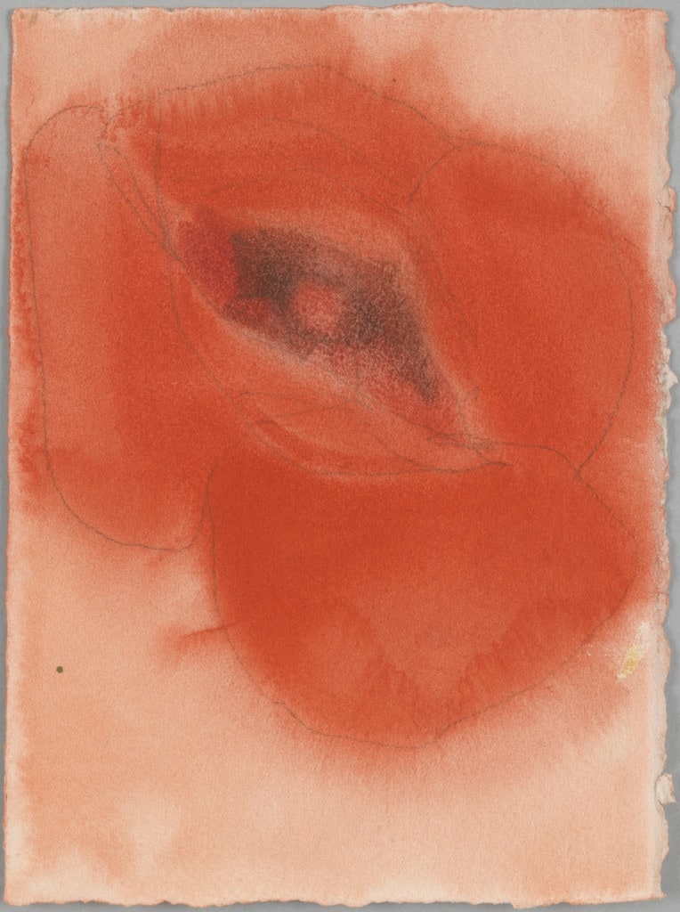 A Small Poppy