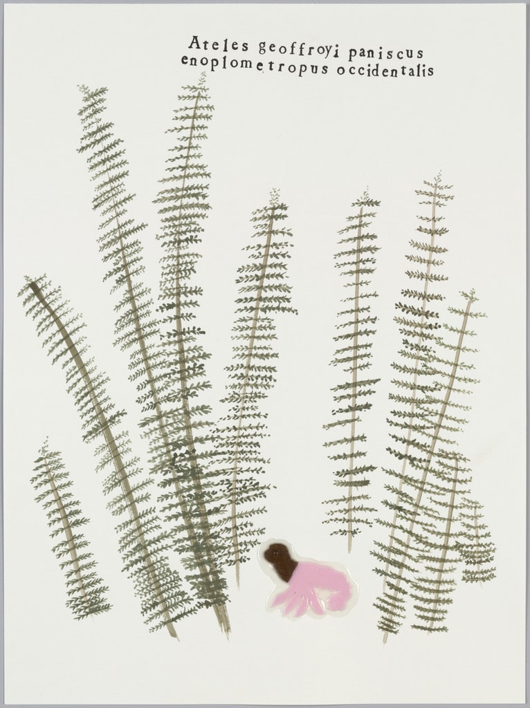 Monkey in Ferns