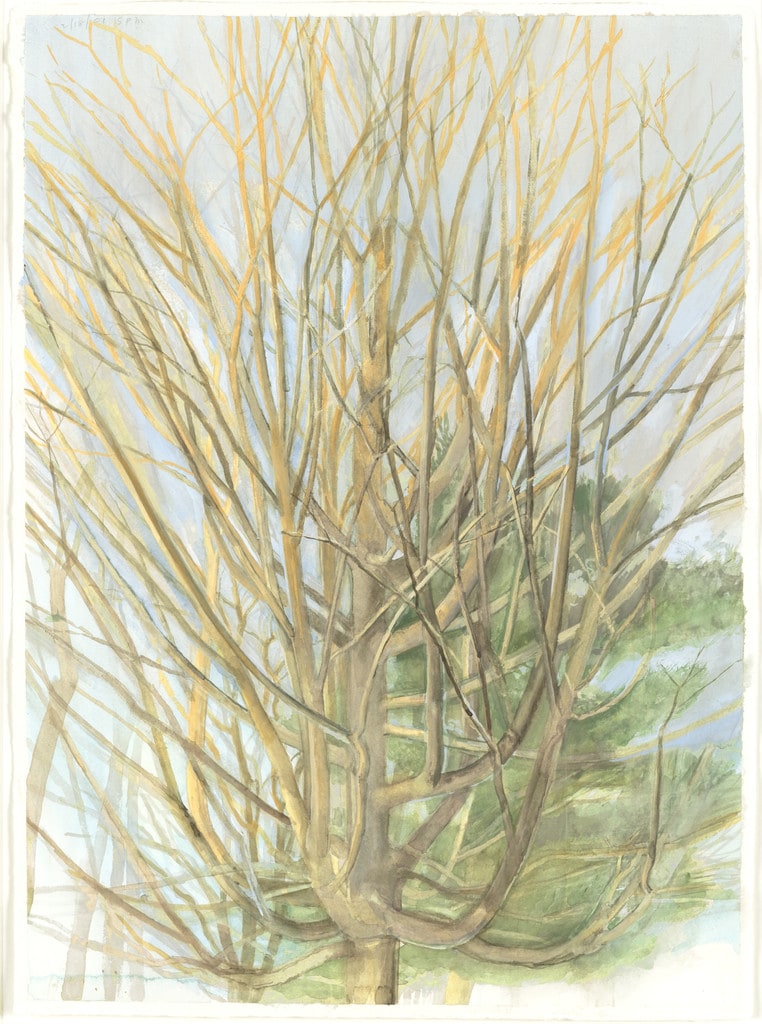 The Maple Tree 2/18/01