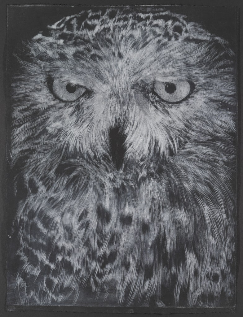 Snowy Owl