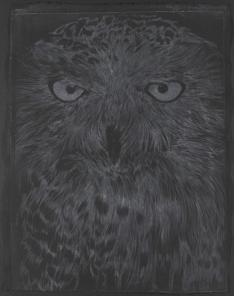 Snowy Owl