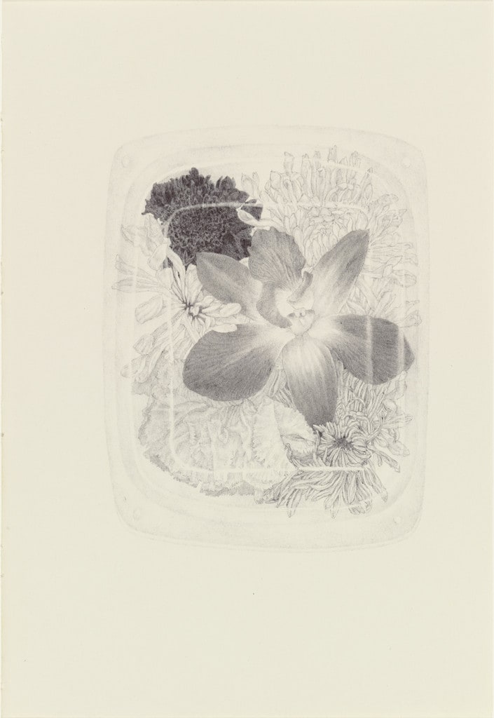 Untitled from the series 'Ten Thousand Things That Breathe'