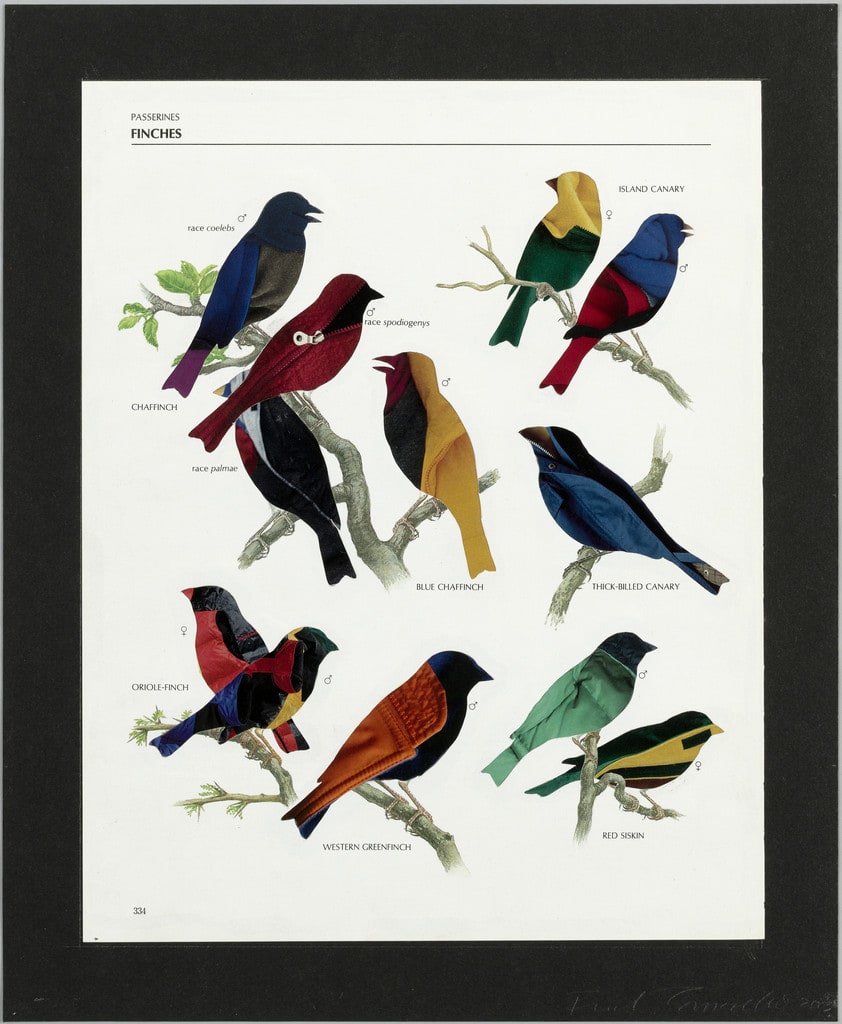 Passerines Finches