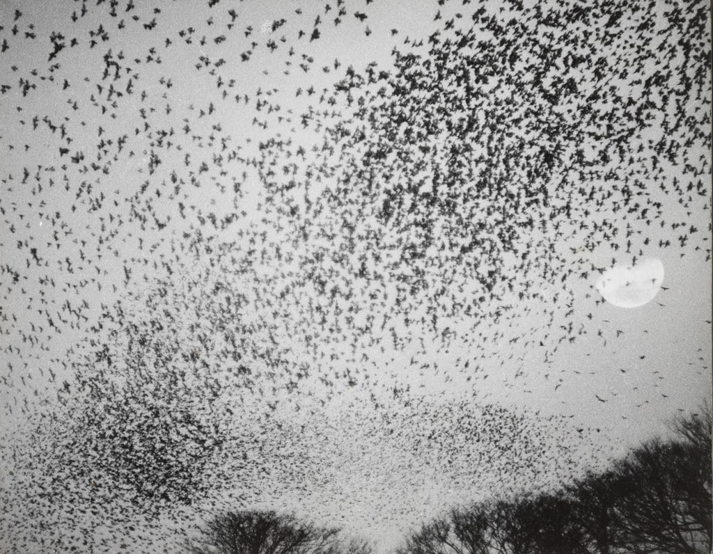 Flock of Gray Starlings
