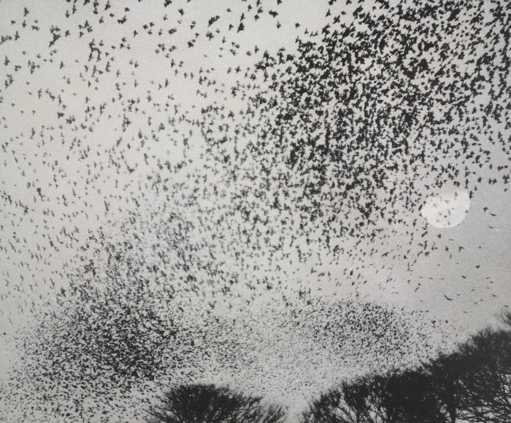 Flock of Gray Starlings