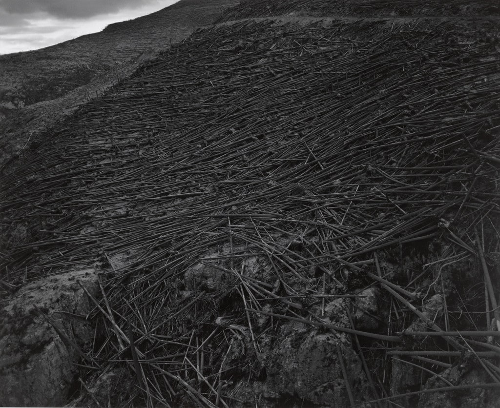 Aerial View: Downed Trees - 8 miles NW of Mt. St. Helens, Washington