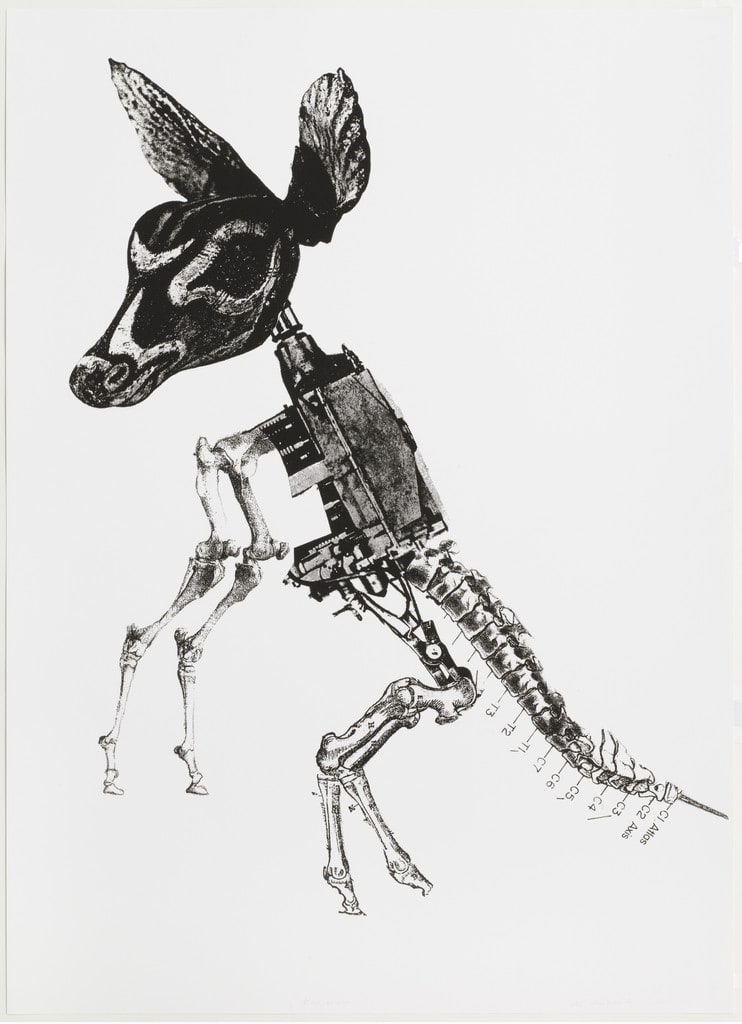 Kangaroo
