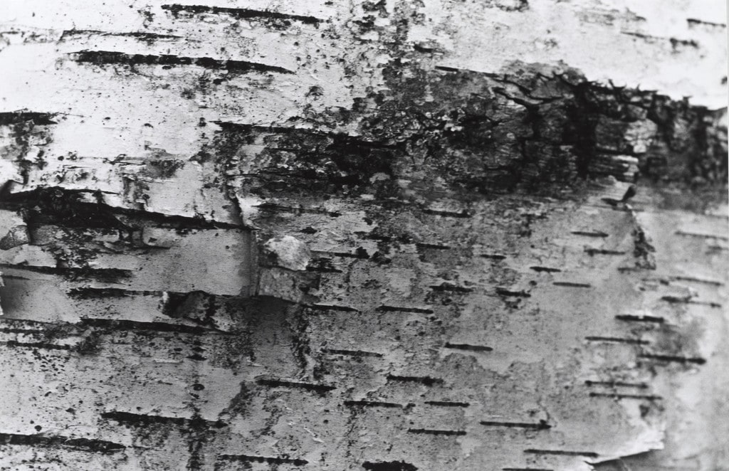Circumference of Beech Tree