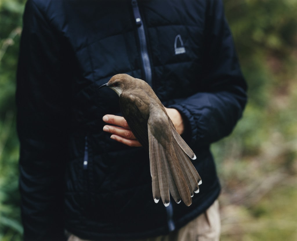 Black-Billed Cuckoo