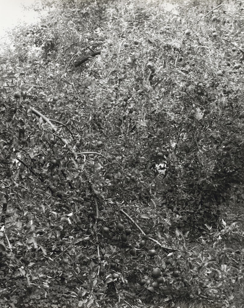 Baldwin, Heavy Crop