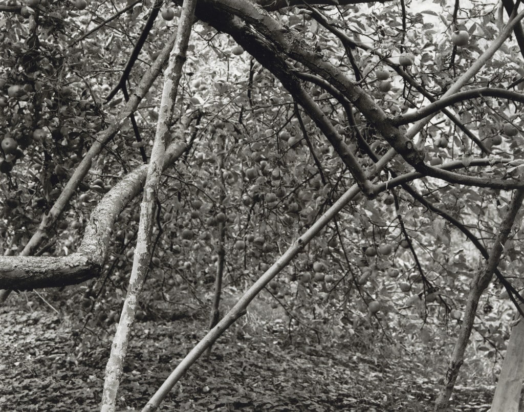 Winesap, Heavy Crop