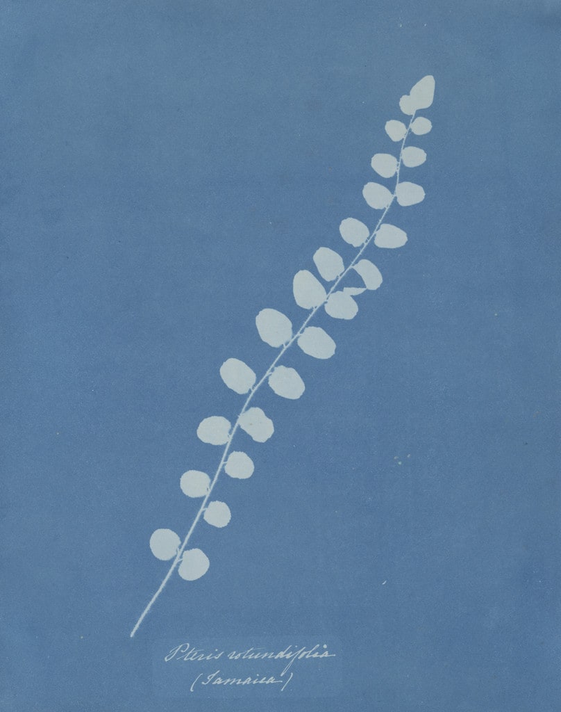 Pteris Rotundifolia (Jamaica) from the album Cyanotypes of British and Foreign Plants and Ferns