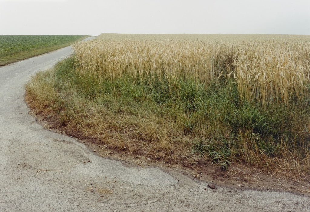 Barley Field, Brauweiler