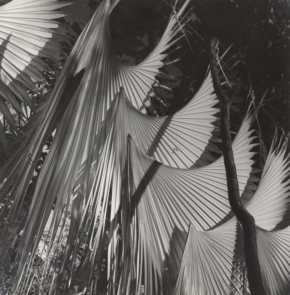 Palm Leaves, Yucatán, Mexico