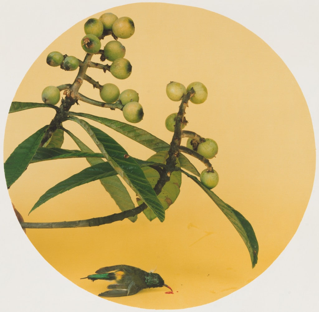 A Picture of Loquats and Mountain Birds by Zhau Ji