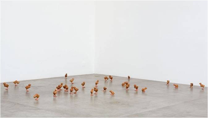 Chicks