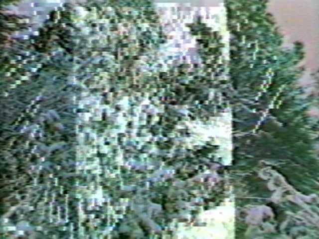 Selected Treecuts