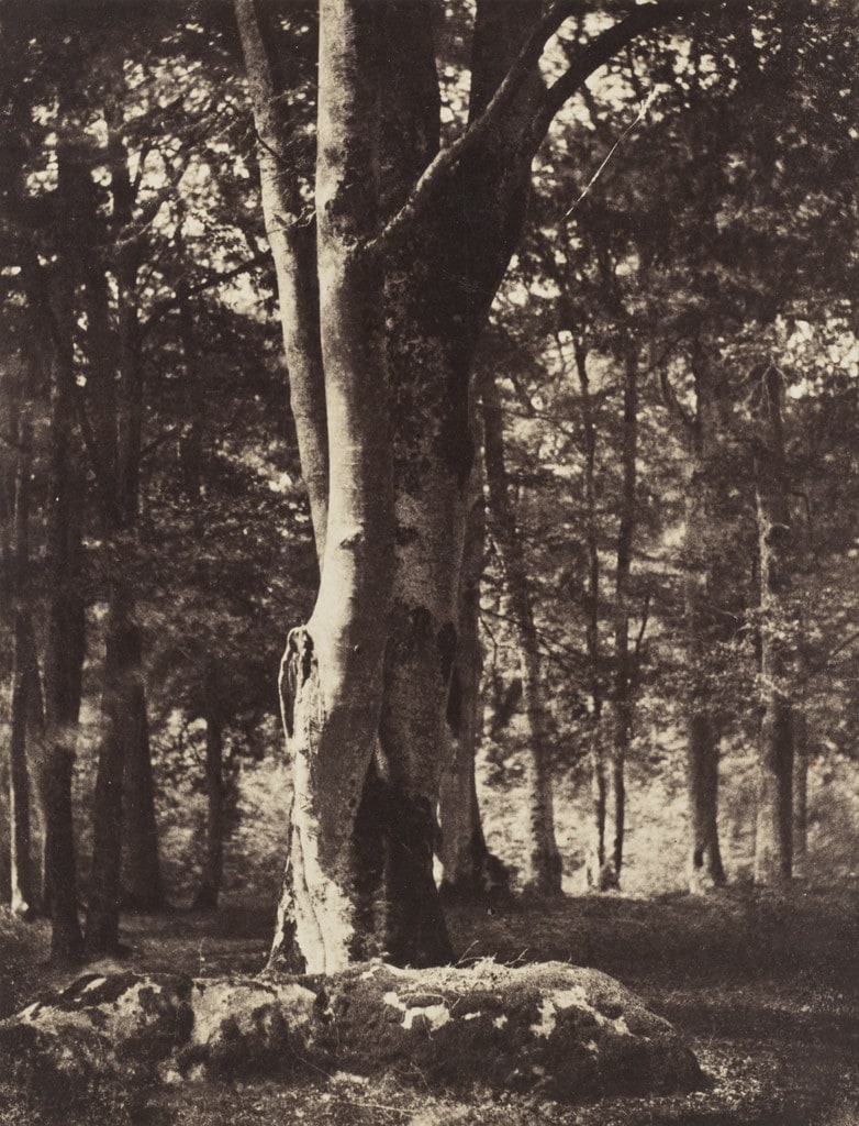 Forest of Fontainebleau