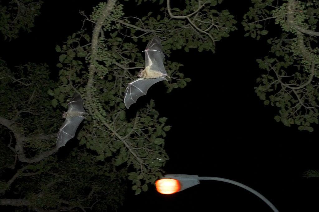 Bats