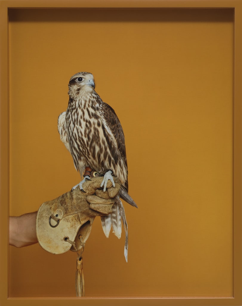 Eagle Glove, Falcon (Kodak)