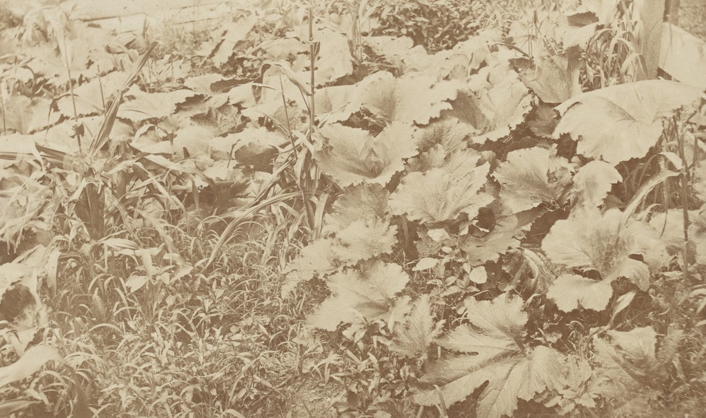 Pumpkin Vines