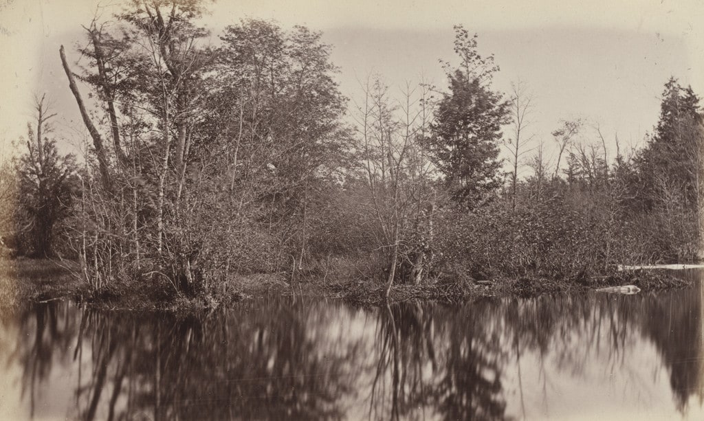 In a Swamp, Photographic Views and Studies of Canadian Scenery