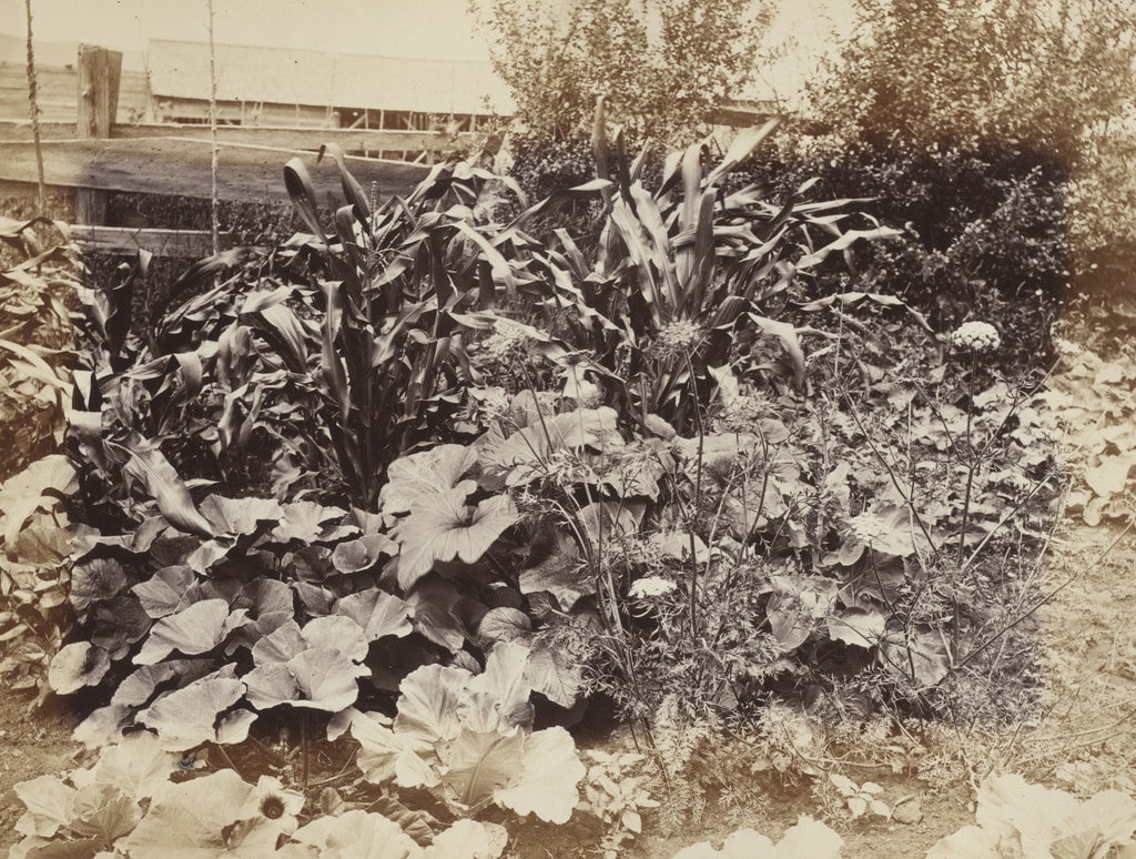 Indian Corn and Pumpkin Vines, Photographic Views and Studies of Canadian Scenery