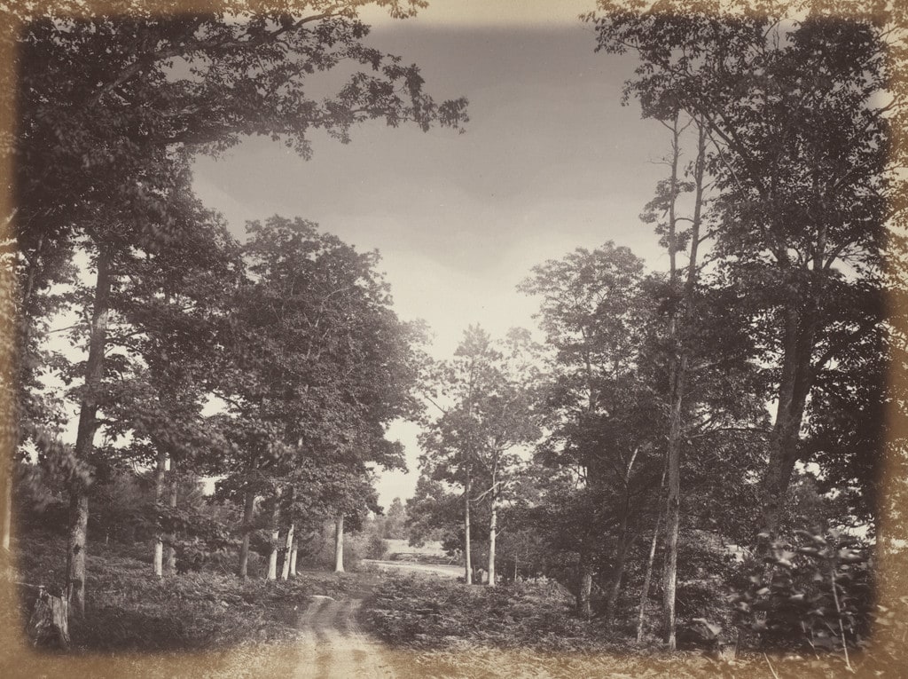 Oak Wood on the Ottawa River