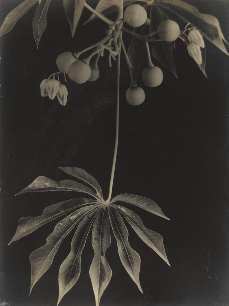 Manihot Grahamii/Hardy Tapioca, Fruits and Leaves