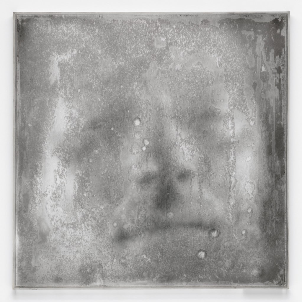 Untitled from the series Dried Narcissus (Narciso seco)