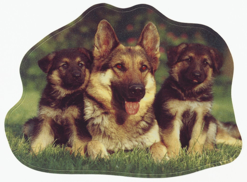 German Shepherds Sticker from 2006: Trance/Borders
