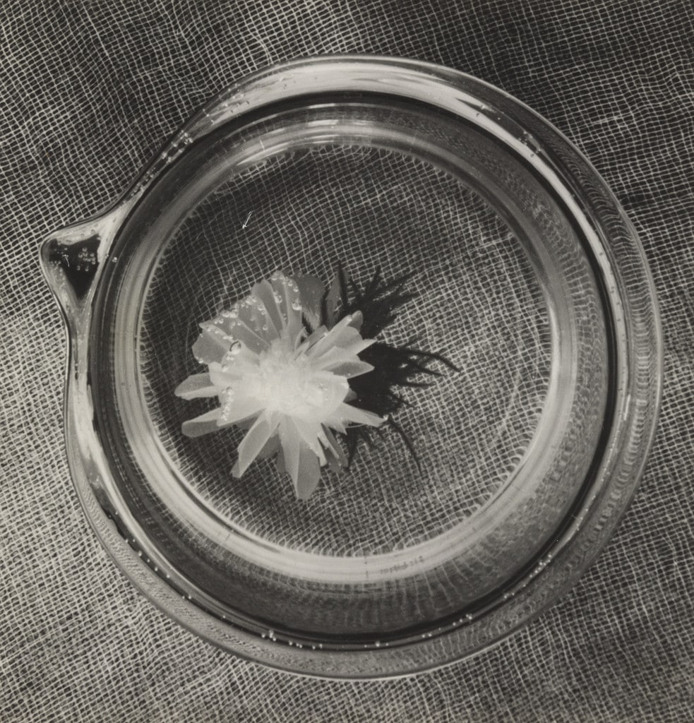 Japanese Flower, Bauhaus, Berlin