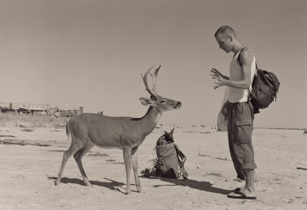 Deer Hirsch