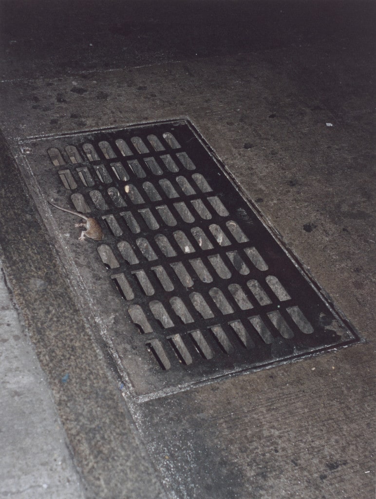 rat, disappearing