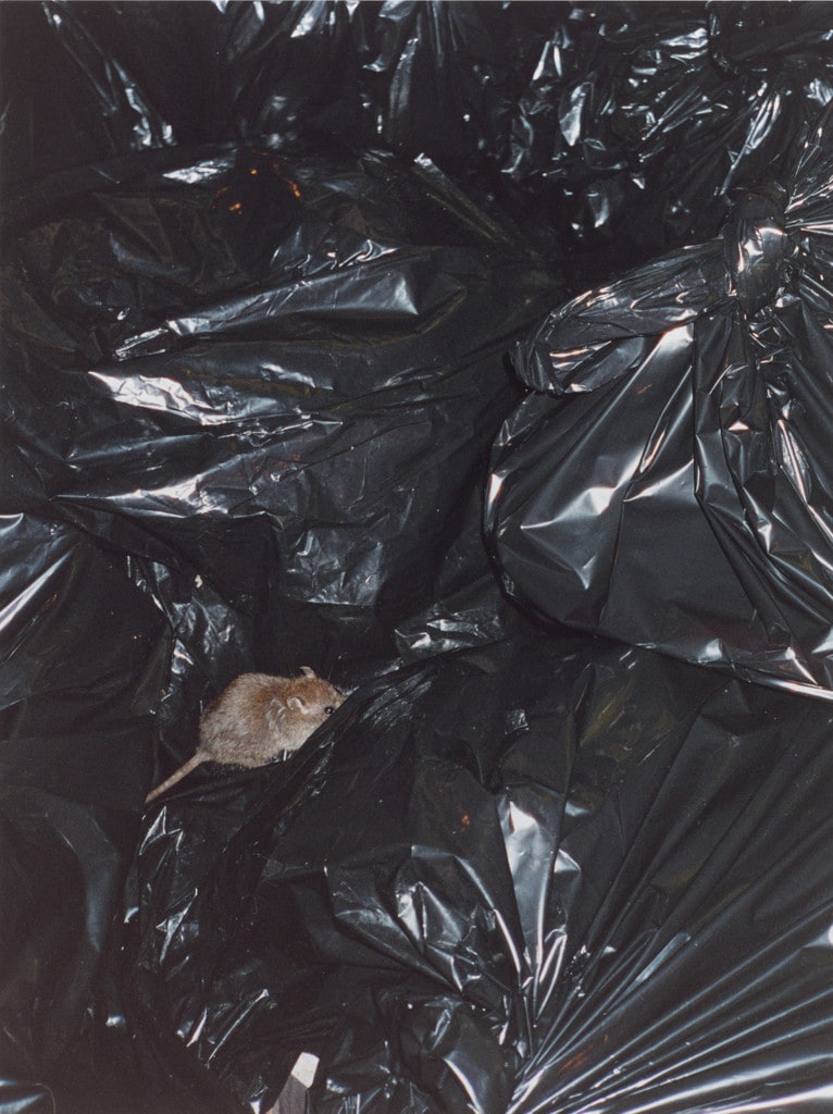 rat on trash bags
