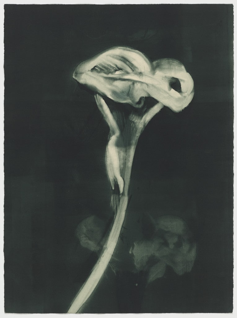 Untitled (V) from Six Gestures of the Calla