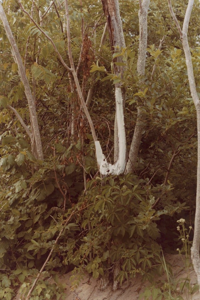 June (Year Series)
