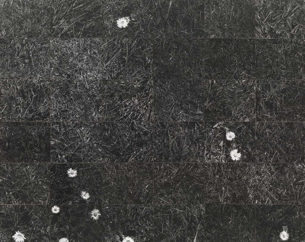 Grass