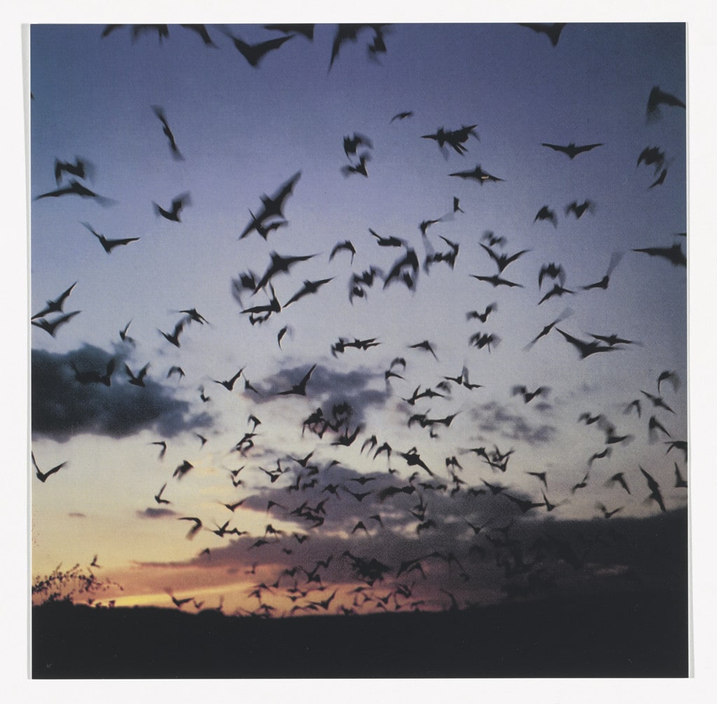 Bats, 2011 from Odds and Sods (for Parkett no. 95)