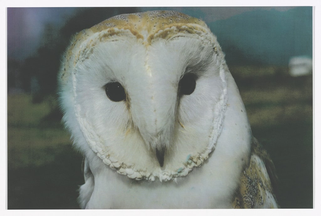 Barn Owl, 2013 (from English Magic) from Odds and Sods (for Parkett no. 95)