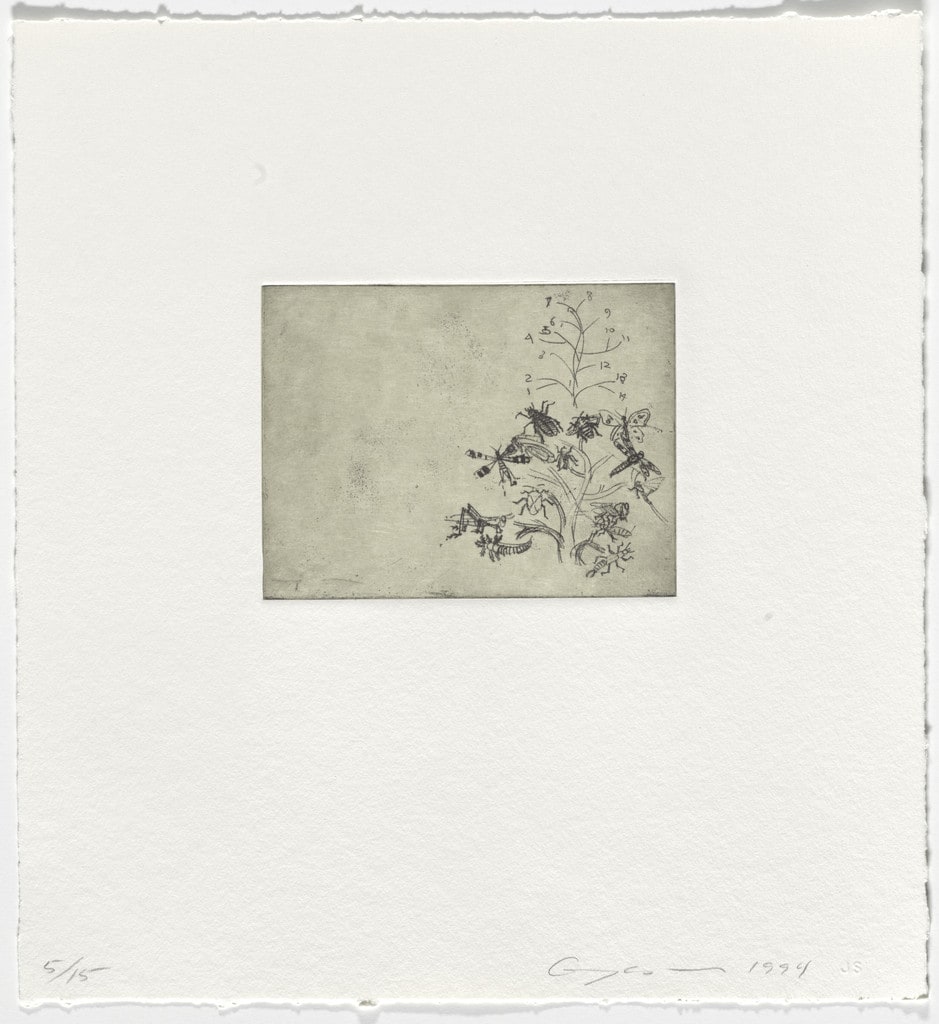 The Insects from Dockings