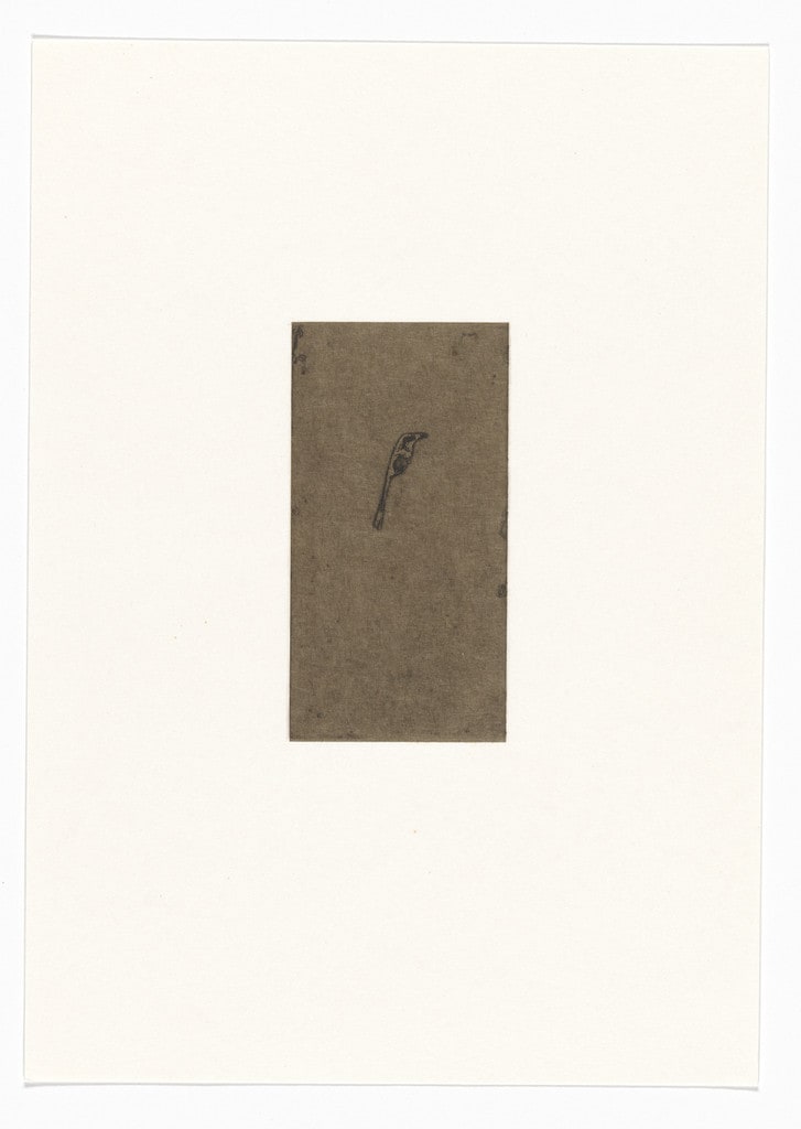 Untitled from Natural Selections