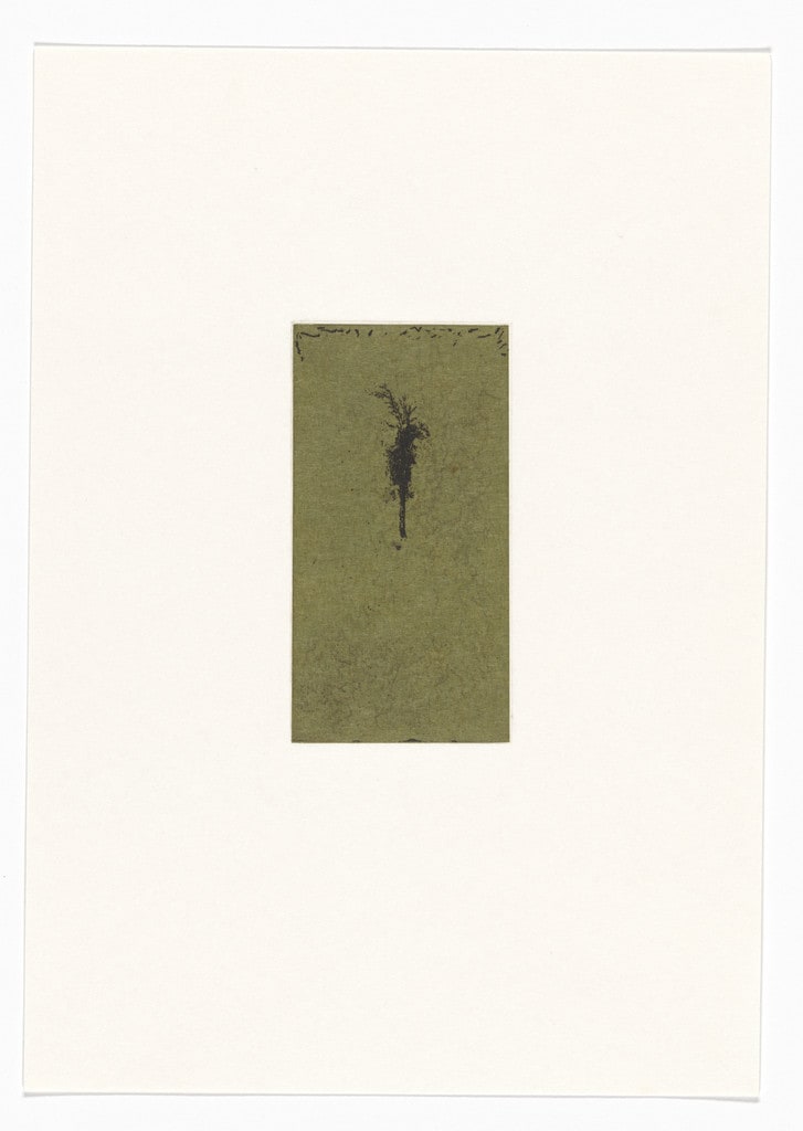 Untitled from Natural Selections