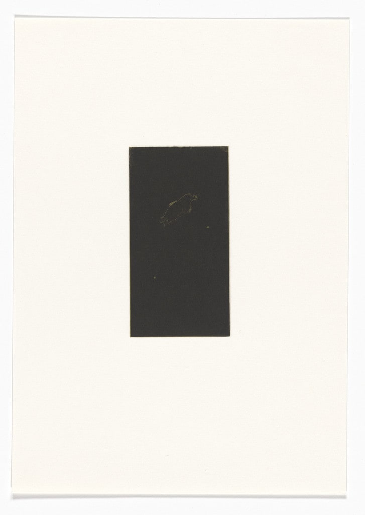 Untitled from Natural Selections