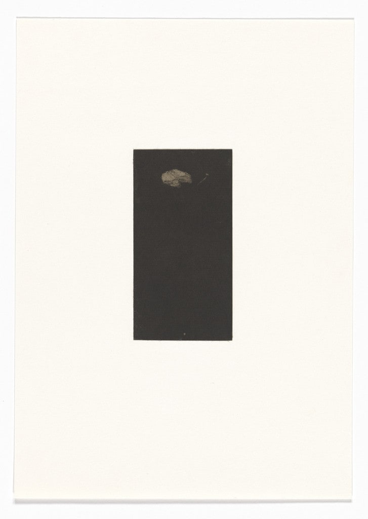 Untitled from Natural Selections