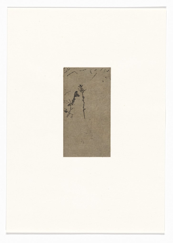 Untitled from Natural Selections