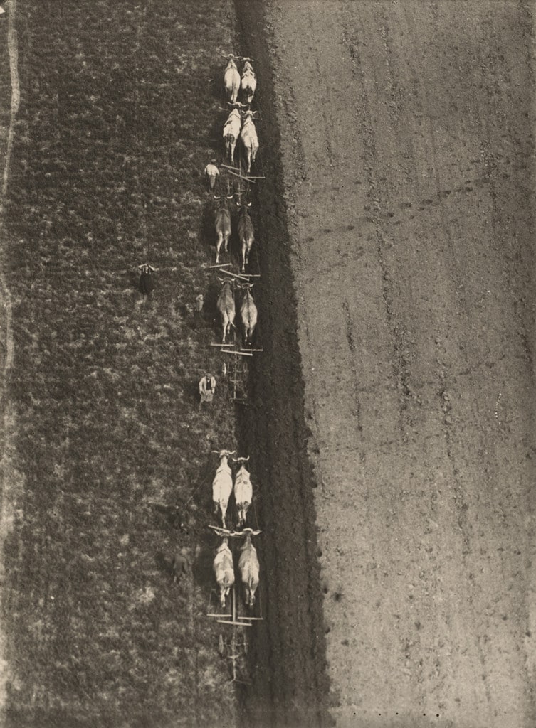 Oxen Plowing