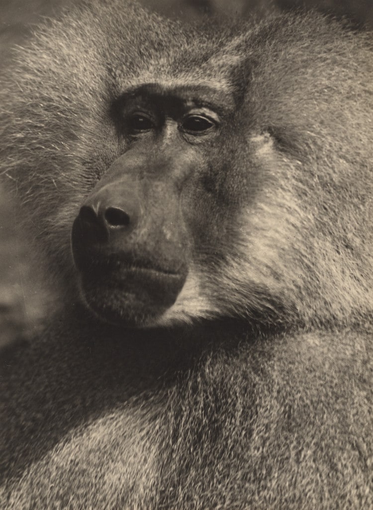Hamadryas Baboon